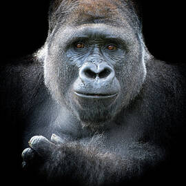 Male Western Lowland Gorilla by Mike Hill