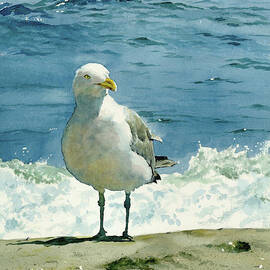Montauk Gull by Tom Hedderich