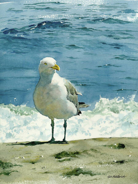 Wall Art - Painting - Montauk Gull by Tom Hedderich