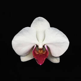 Moth Orchid Against Black Background by Mike Hill