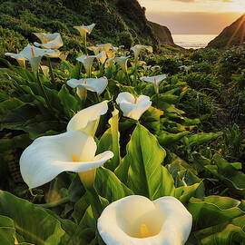 Valley of The Lilies by Erick Castellon