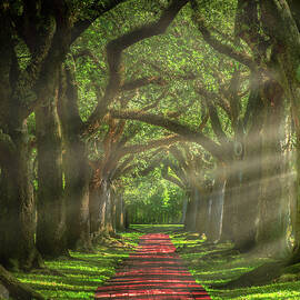 Oak Alley, Houston  by Mikes Nature