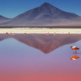 Pink Morning by Margarita Chernilova