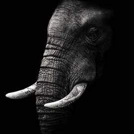 Portrait by Wildphotoart
