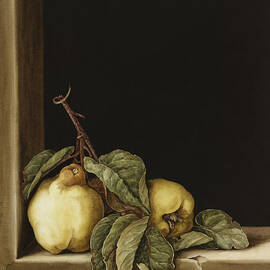 Quinces by Jenny Barron
