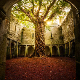 "muckross Abbey - Tree Of Life" by Matt Anderson