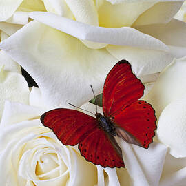 Red butterfly on white roses by Garry Gay