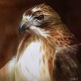 RedTailed Hawk Portrait by Steve Goad