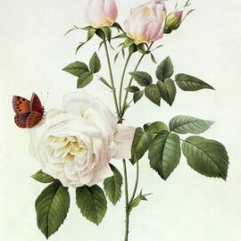 Rosa Bengale the Hymenes by Pierre Joseph Redoute