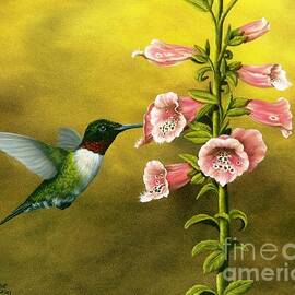 Ruby Throated Hummingbird and Foxglove by Rick Bainbridge