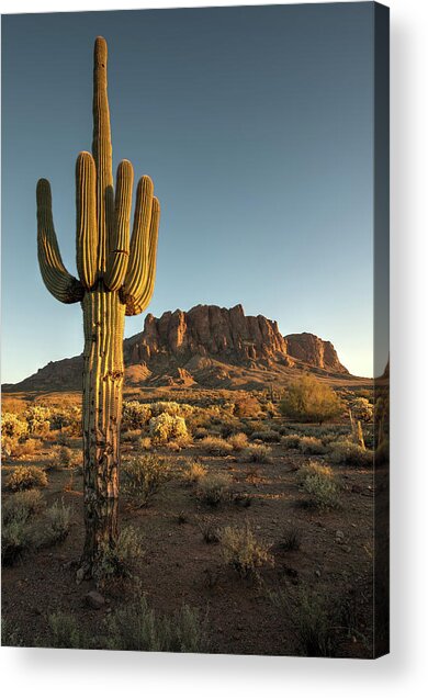 Saguaro Cactus And Superstition Acrylic Print
