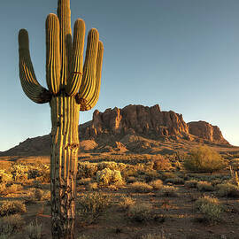 Saguaro Cactus And Superstition by Kjschoen