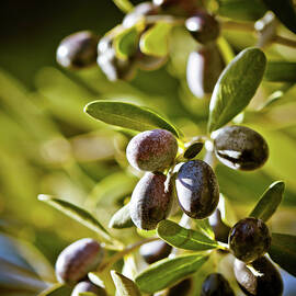Selective Focus On Tuscan Olives, Italy by Giorgiomagini