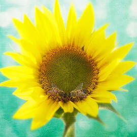 Sunflower - Sun Kiss 2 by John Hamlon