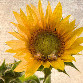 Sunflower - Sun Kiss by John Hamlon