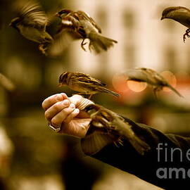 The Birds by Zarija Pavikevik