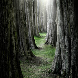 The Pathway by Ian David Soar