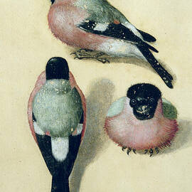 Three studies of a bullfinch by Albrecht Durer