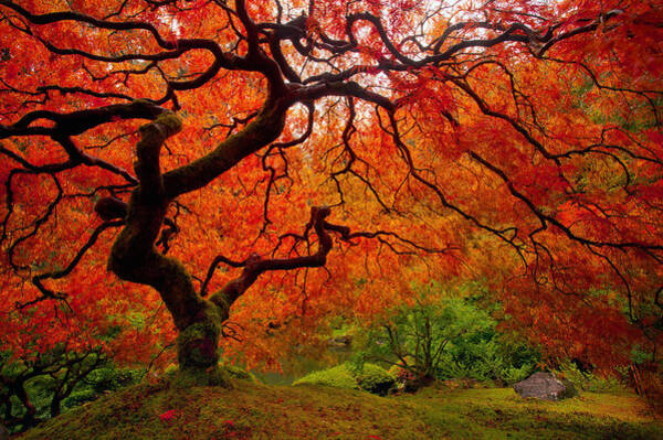 Tree Fire Poster