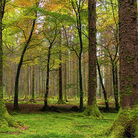 Trees In Gougane Barra Forest Park by Bradley L. Cox