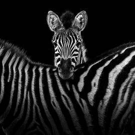 Two Zebras in black and white by Lukas Holas