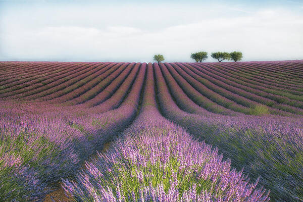 Wall Art - Photograph - Velours De Lavender by Margarita Chernilova
