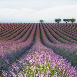 Velours De Lavender by Margarita Chernilova