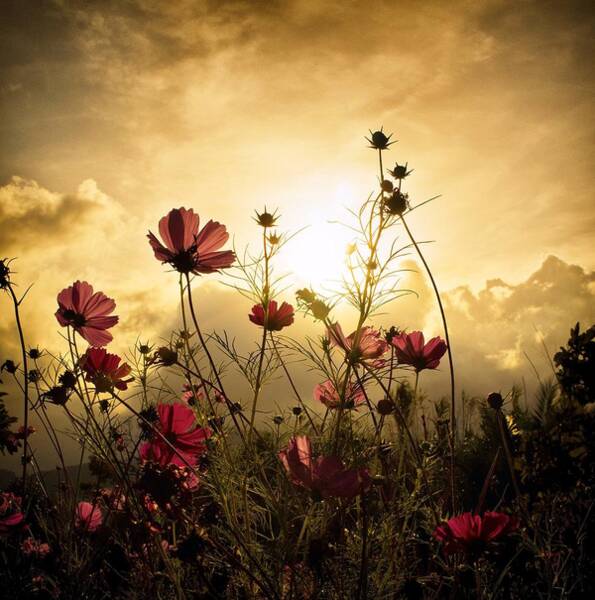 Wall Art - Photograph - Watching the Sun by Christian Marcel