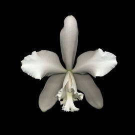 White Cattleya Orchid Cattleya Sp by Mike Hill