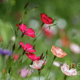 Wildflowers Meadow by Eva Lechner