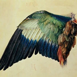 Wing of a Blue Roller by Albrecht Durer