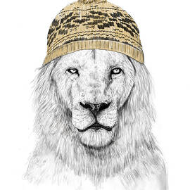 Winter lion by Balazs Solti